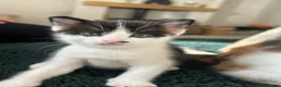 Mixed Breed cats for sale: 3 Kittens looking for furever home 🏠  - Advert 13