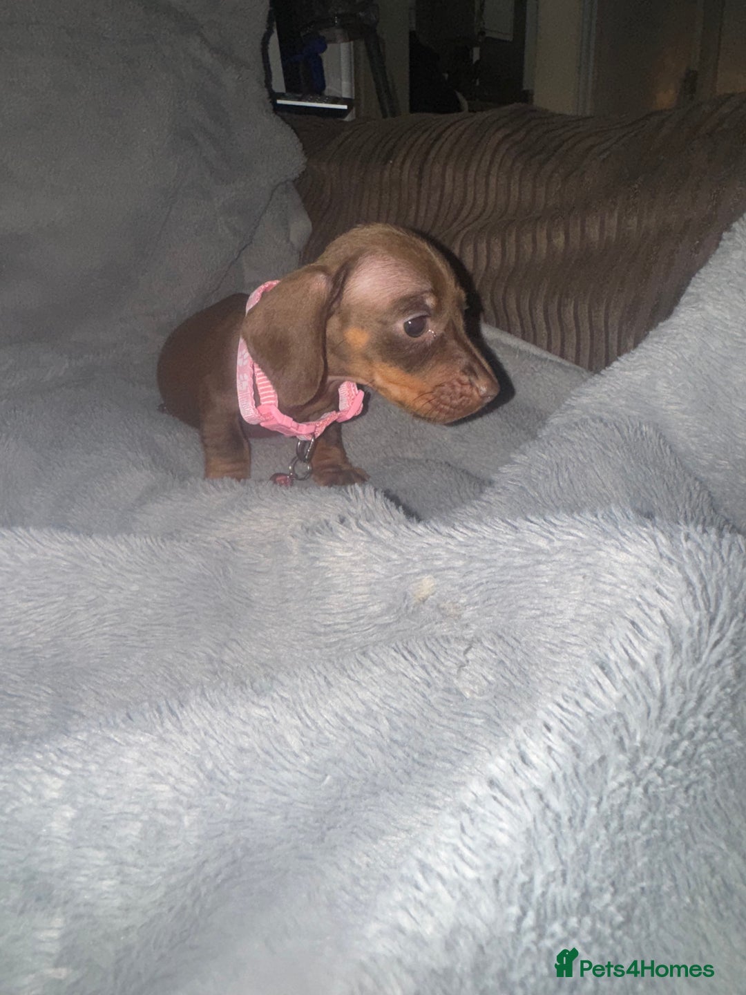 Miniature Dachshund dogs for sale: Miniature dachshund  - Advert 15