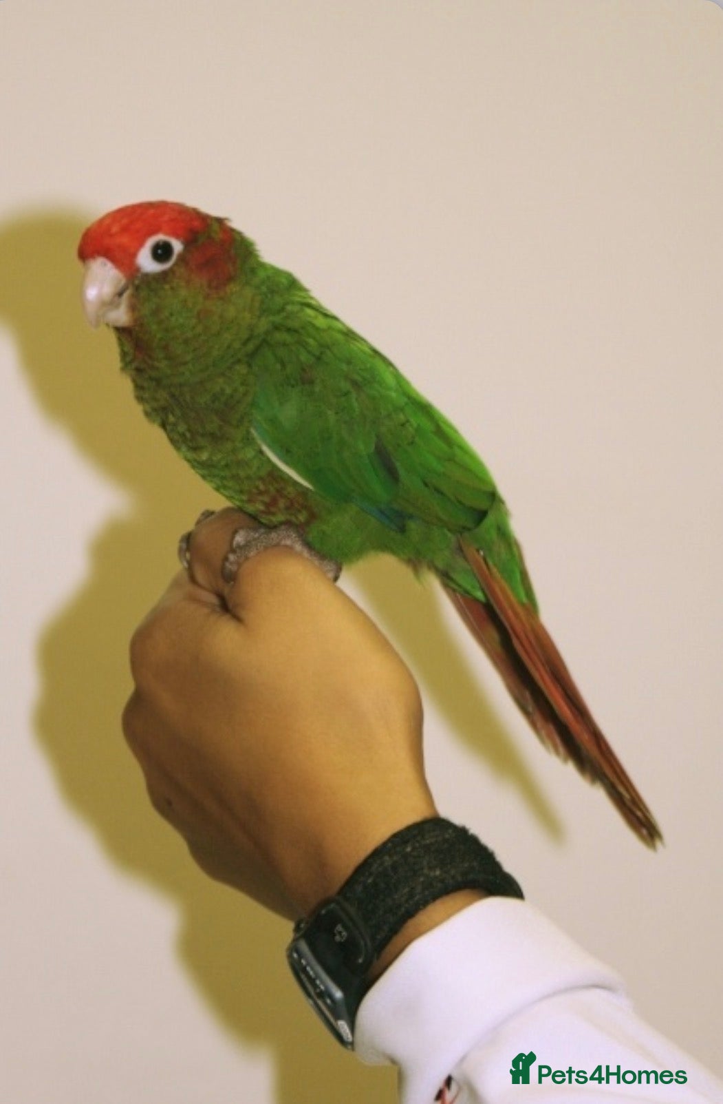 Conures birds Rose-Crowned Conures & Pearly Conure - Advert 1