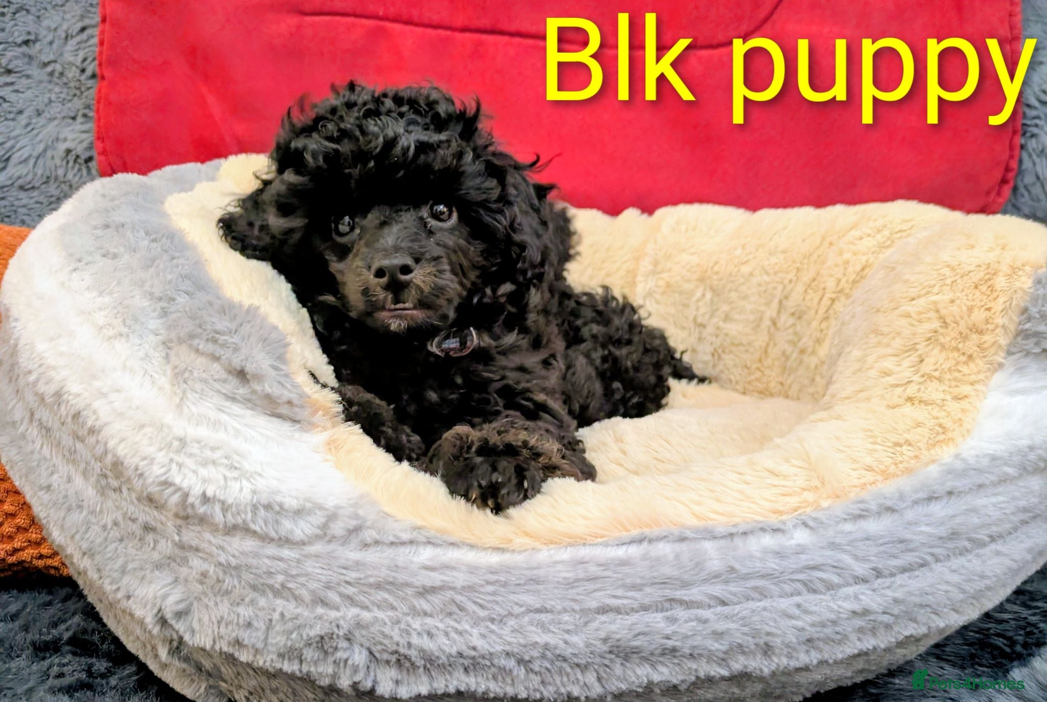 Toy Poodle dogs Toy poodlegirls KC , fully vac 10 weeks old  - Advert 6