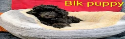 Toy Poodle dogs for sale: Toy poodle girls KC , fully vac 12 weeks old  - Advert 23
