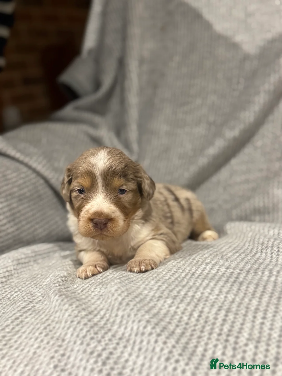 Mixed Breed dogs for sale: Stunning coloured cocker x collie puppies  - Advert 6