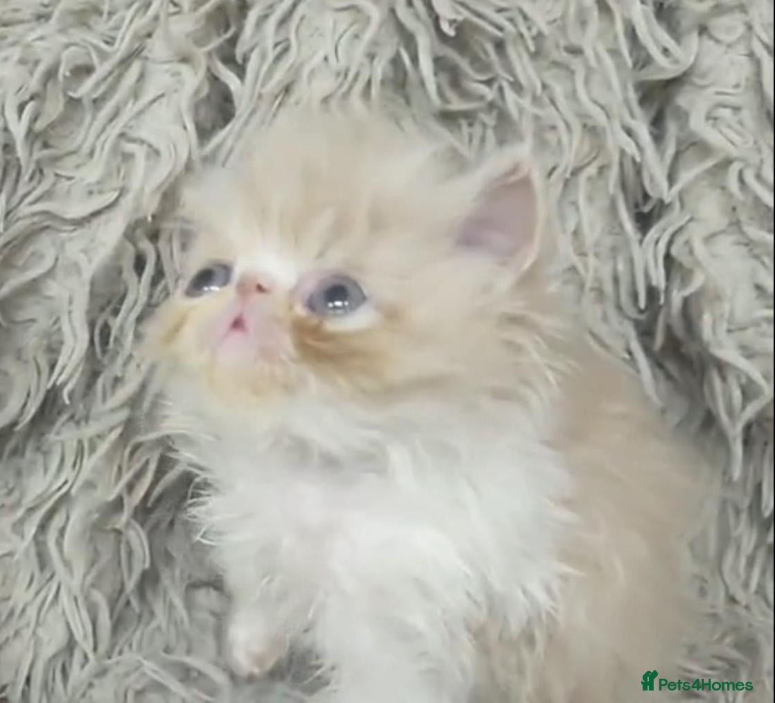 Persian cats Beautiful Persian kittens - Advert 2