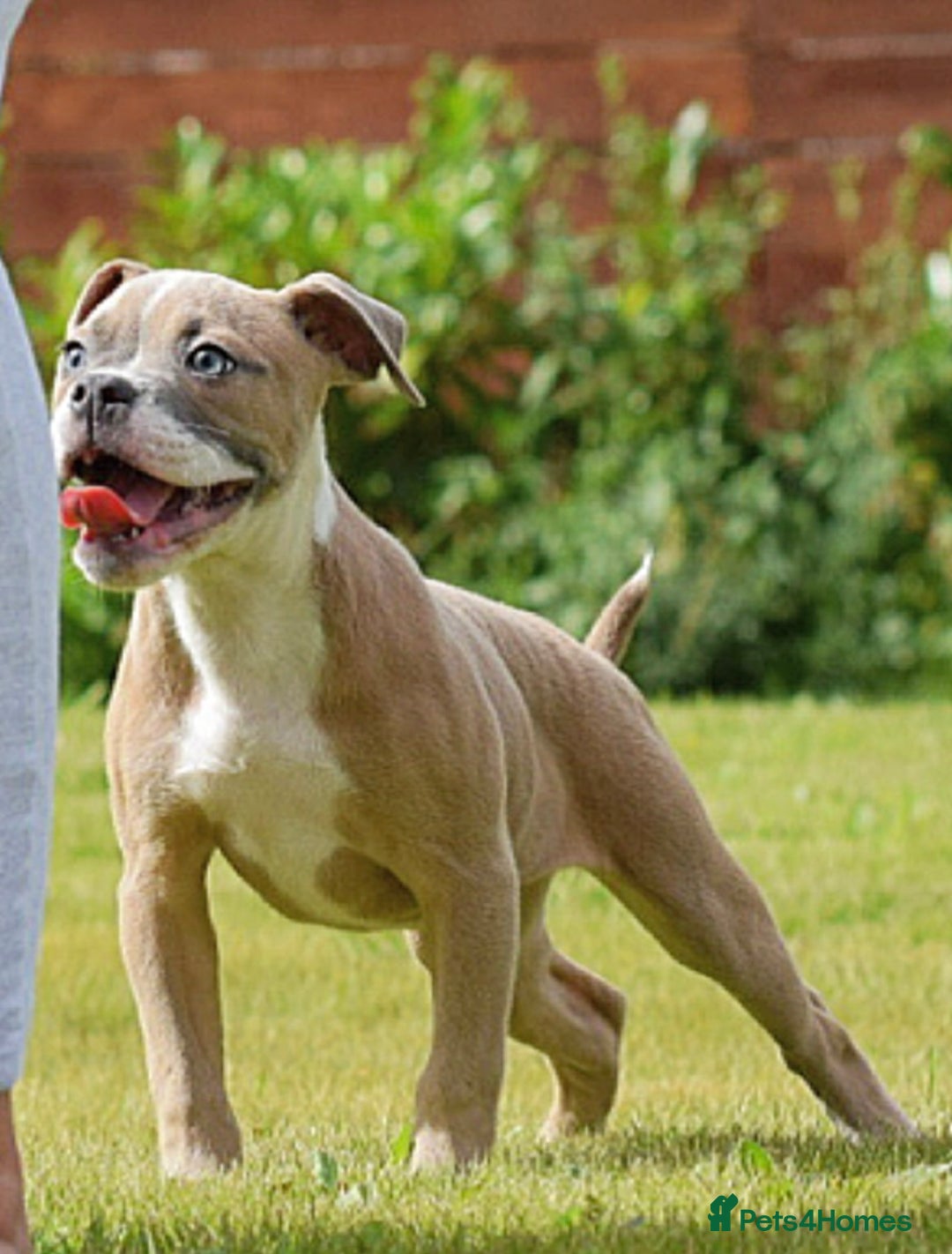 Olde English Bulldogge dogs for sale: 🛑23 YEARS🛑5⭐️APPROVED⭐️LICENSED  - Image 5