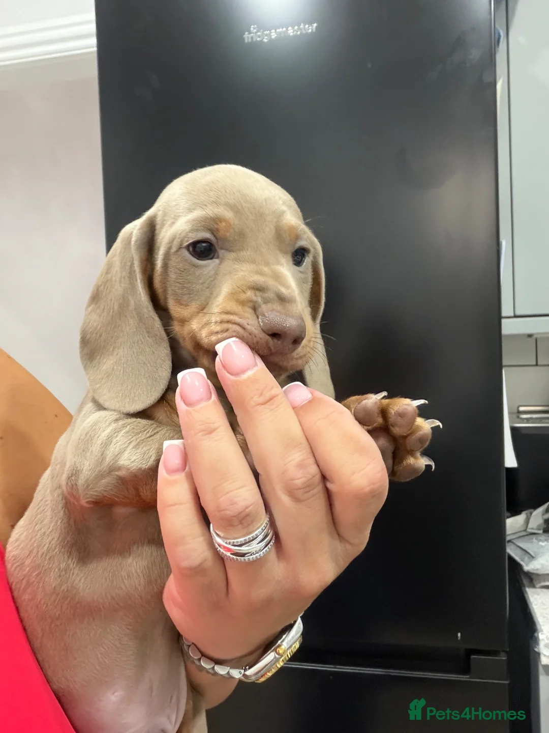 Miniature Dachshund dogs for sale: Last Stunning Boy Left  - Advert 1