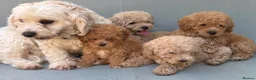 Mixed Breed dogs for sale: Rare Stunning Toy Cavapooshon Family Bred Puppies in Maidstone - Advert 12