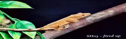 Gecko reptiles for sale: Baby Crested Gecko For Sale 🦎 - Advert 4