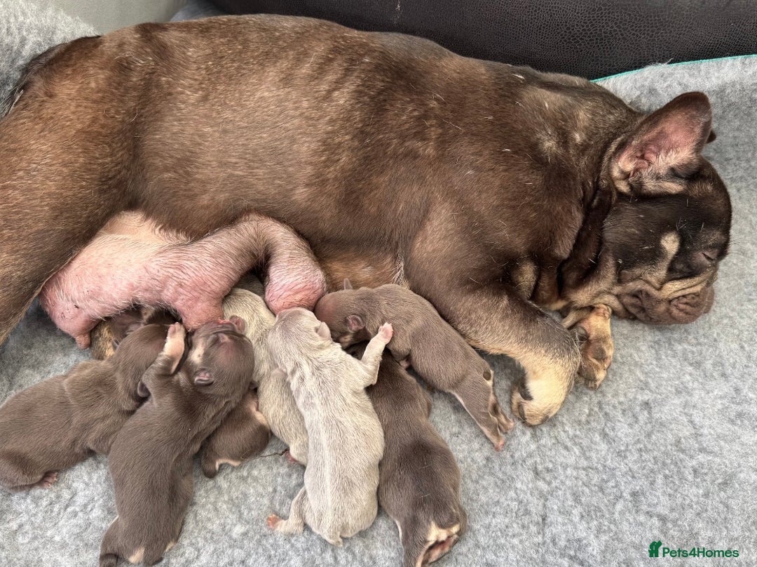 French Bulldog dogs for sale: Ready now, lovely lilac/chocolate French bulldogs in Maidstone - Image 7