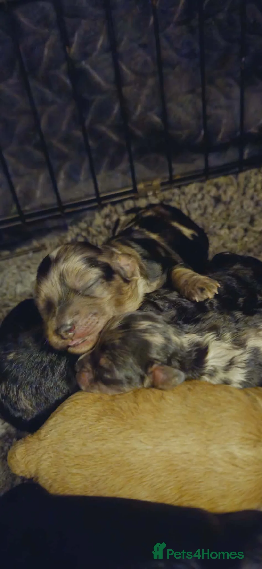 Cockapoo dogs for stud: Chester our F1 Proven cockapoo in Barnsley - Advert 15