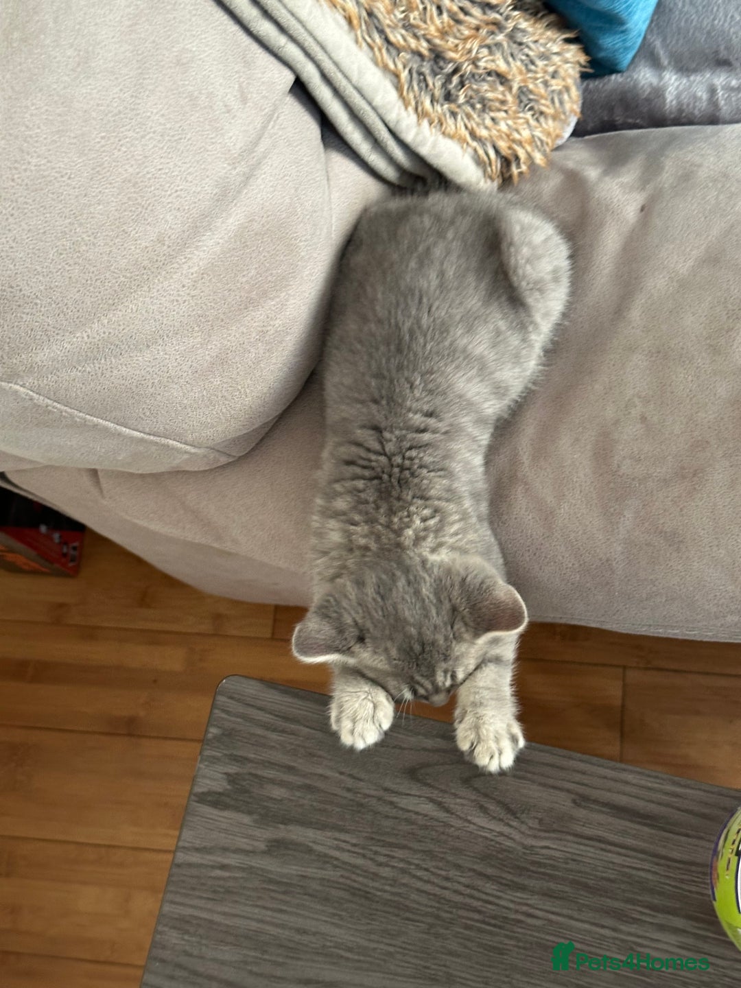 British Shorthair cats for sale: British Shorthair Male blue kitten.  - Image 3