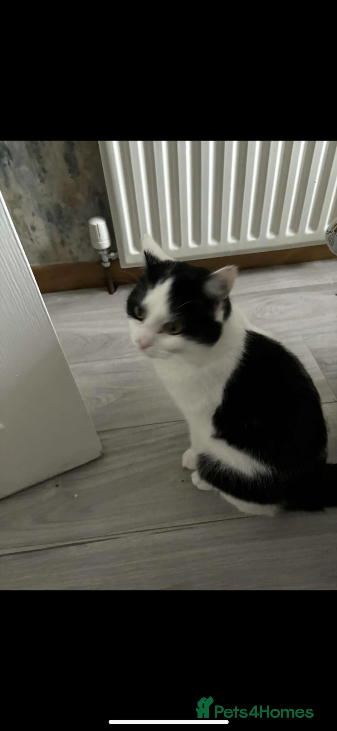 Domestic Shorthair cats for sale: Rescue cats- 60 in total, kittens/ adults🧡🙏 - Advert 21