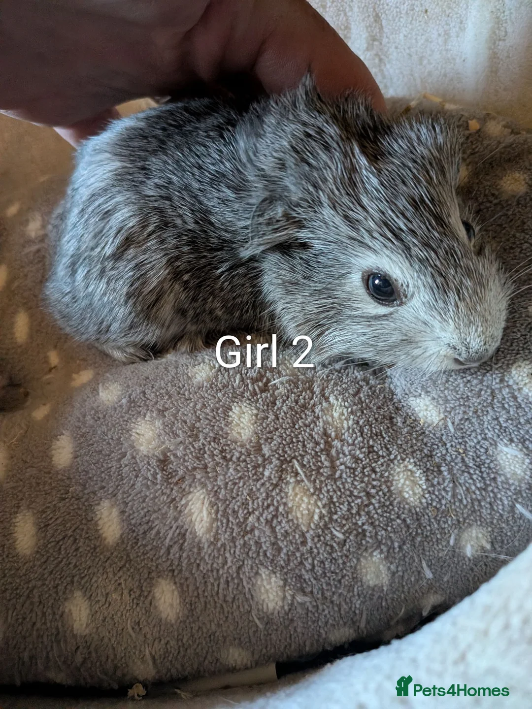 Guinea Pig rodents for sale: Baby guinea pigs  - Advert 2