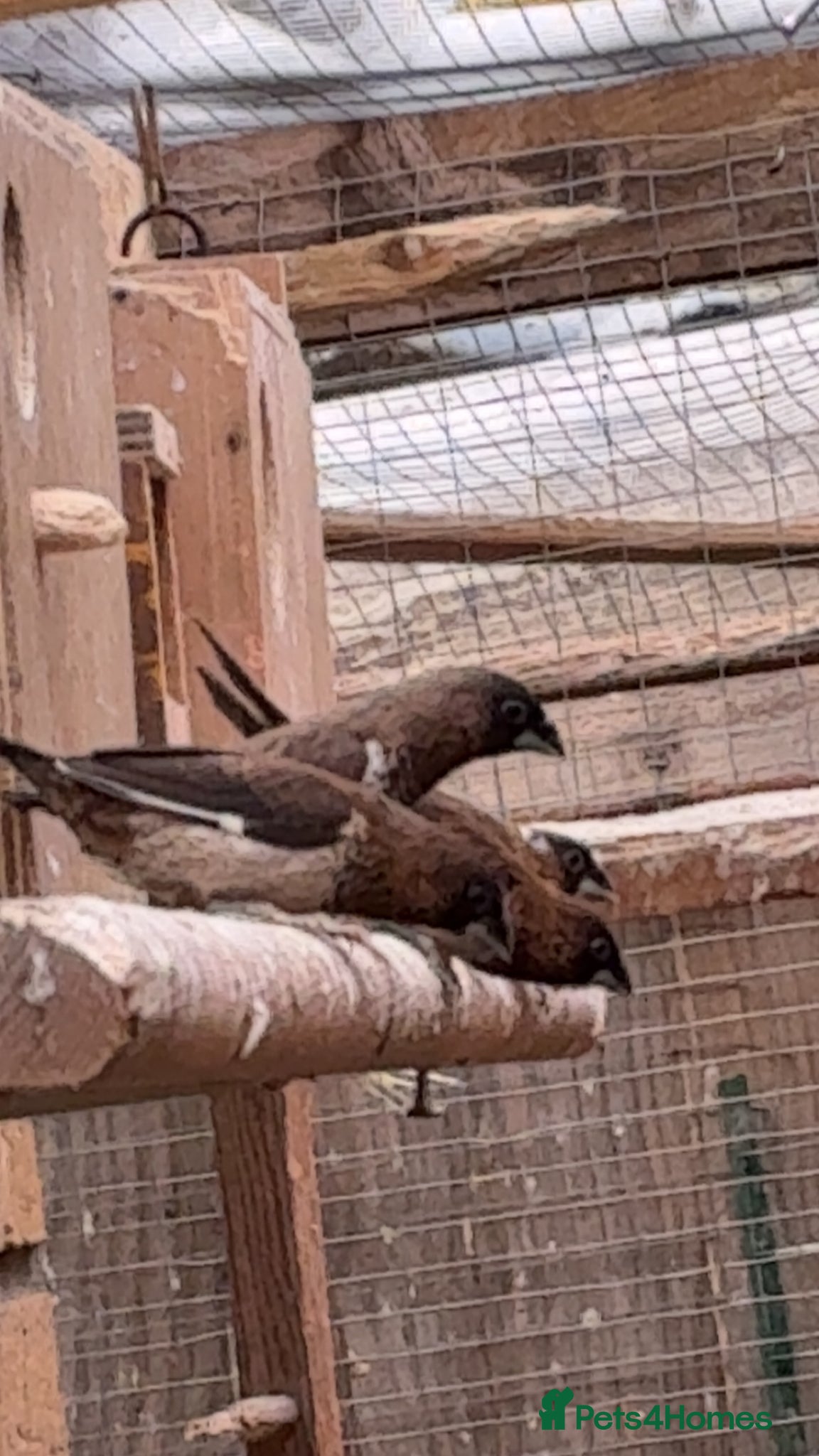 Ringnecks birds Cute bengalese/society finches - Advert 15