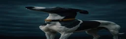 Whippet dogs for sale: Beautiful litter of pedigree whippets  - Advert 8