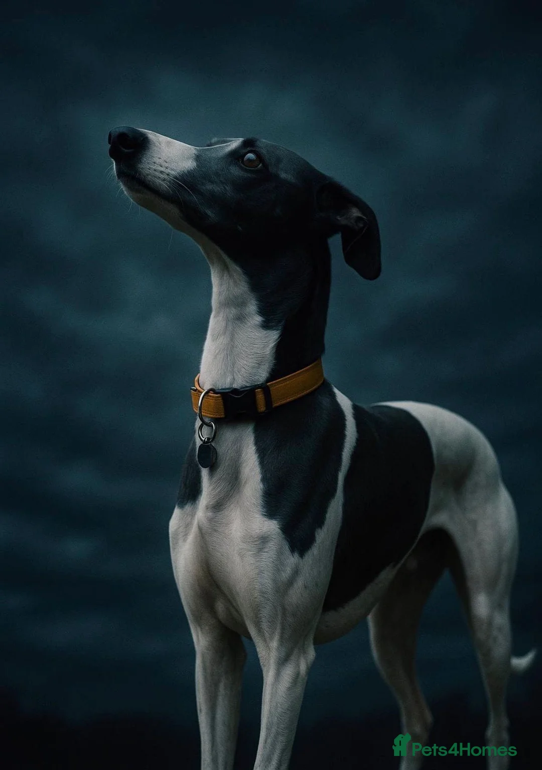 Whippet dogs for sale: Beautiful litter of pedigree whippets  - Advert 8
