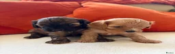 Cavapoo dogs for sale: Only One Female Cavapoo Puppy Left – Apricot Girl - Advert 4