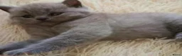 British Shorthair cats for adoption: British shorthair beautiful kittens - Advert 3