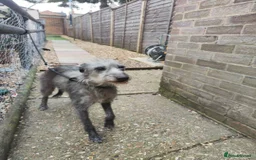 Mixed Breed dogs for sale: 3/4 bedlington whippet pups. - Image 5