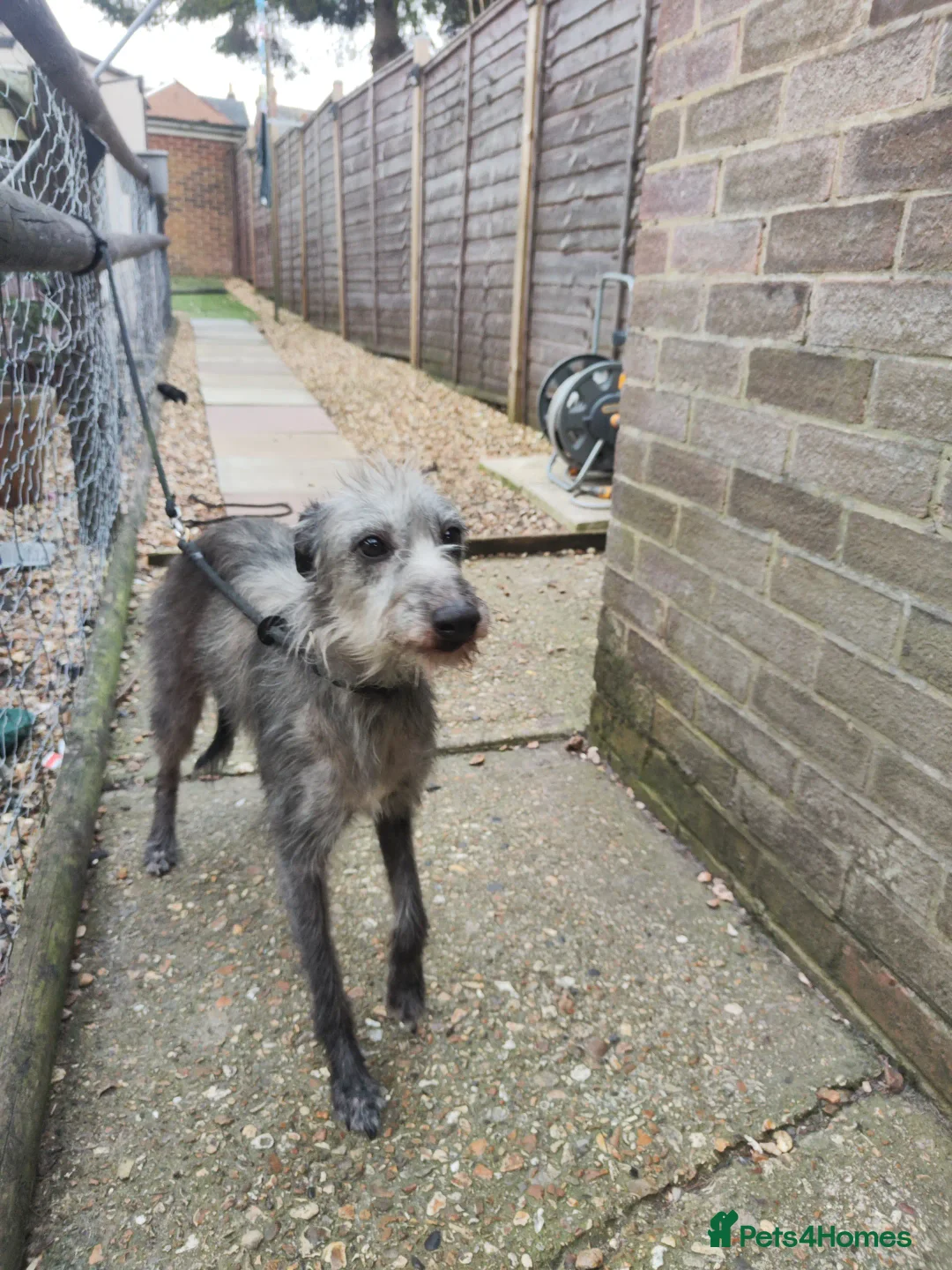 Mixed Breed dogs for sale: 3/4 bedlington whippet pups. - Image 5