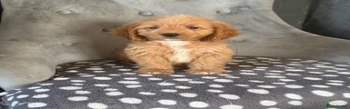 Cockapoo 6
