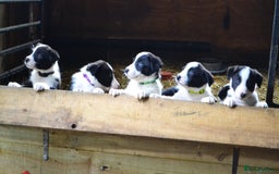 Border Collie dogs for sale: collie pups for working homes - Advert 3