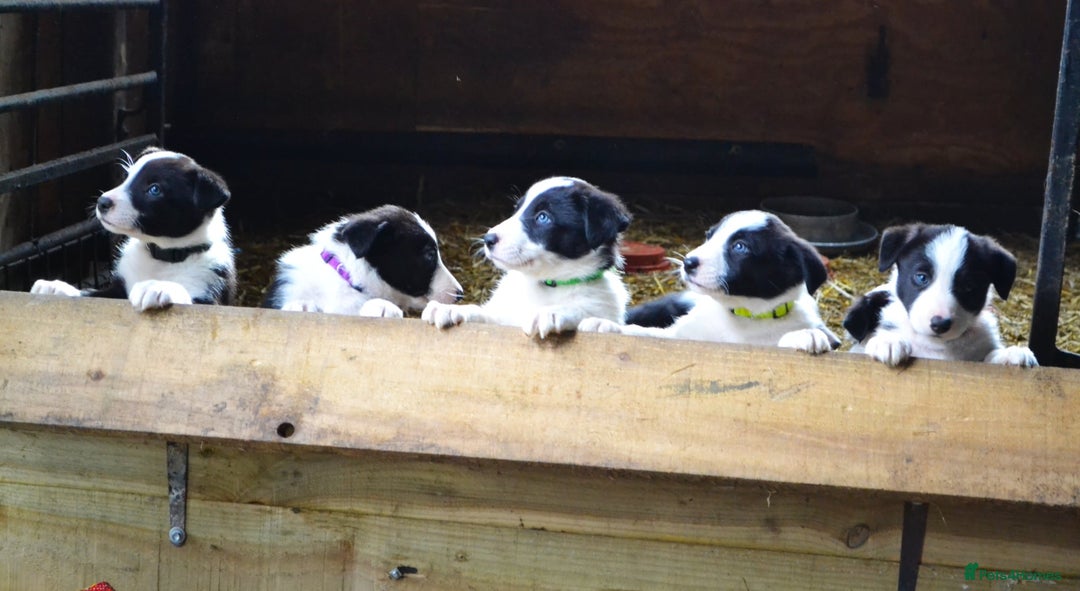 Border Collie dogs for sale: collie pups for working homes - Advert 3