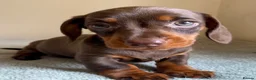 Miniature Dachshund dogs for sale: READY NOW 🩷 ONE FEMALE  - Advert 4