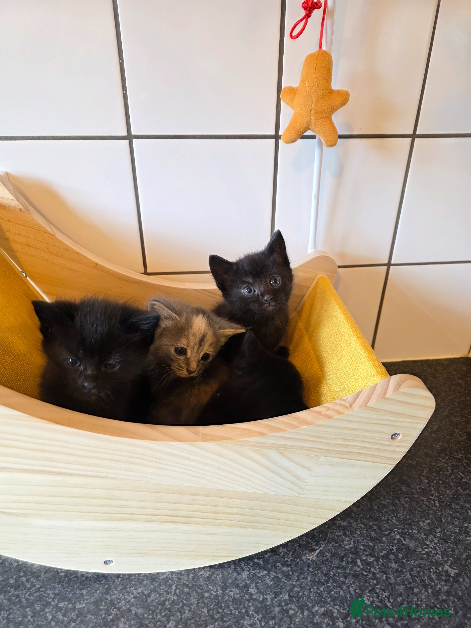 Russian Blue cats Russian bkue x bengal 4 female kittens  - Advert 2