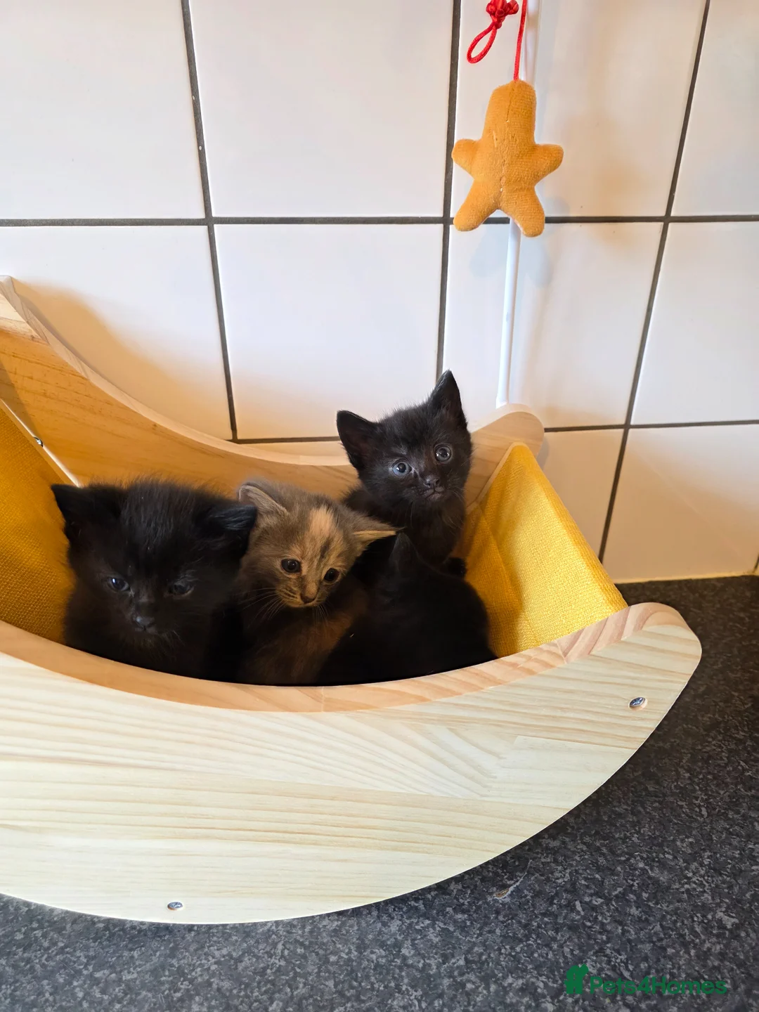 Russian Blue cats for sale: Russian bkue x bengal 4 female kittens  - Advert 2