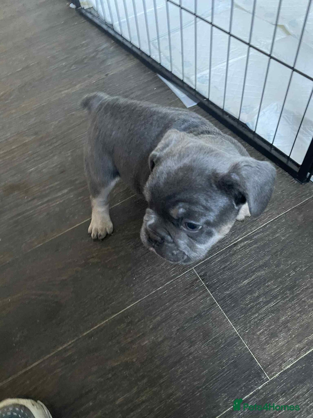 French Bulldog dogs for sale: Puppy French bulldogs - Image 5