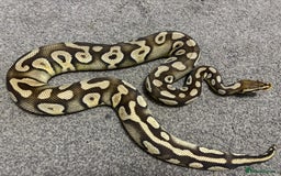 Python Snake reptiles for sale: Male royal python - Image 2