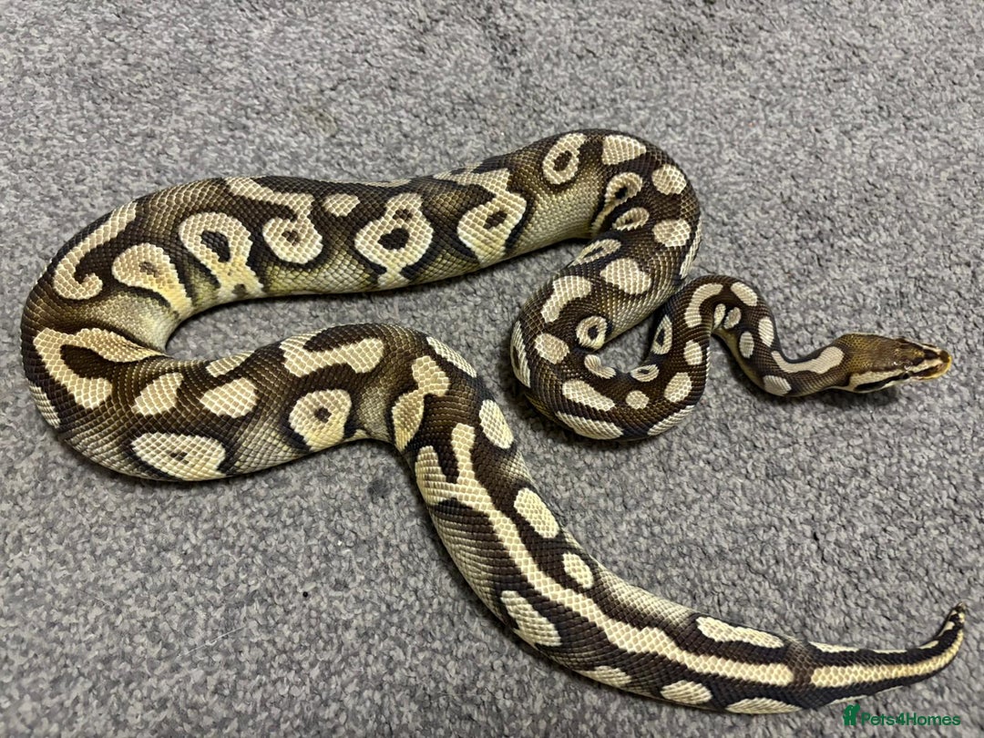 Python Snake reptiles for sale: Male royal python - Image 2