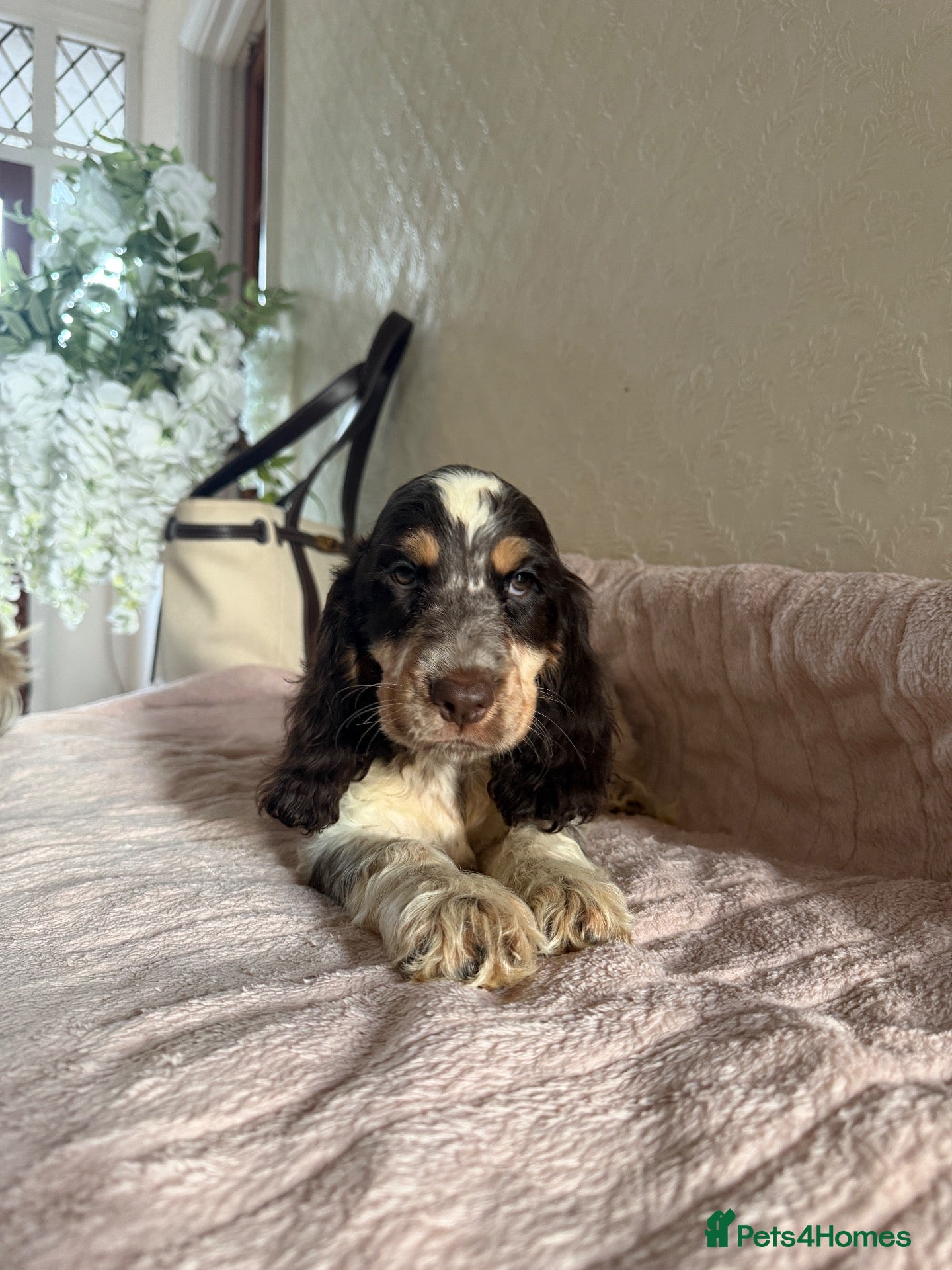 Cocker Spaniel dogs KC Ticked Show type cocker Spaniel READY NOW  - Advert 1