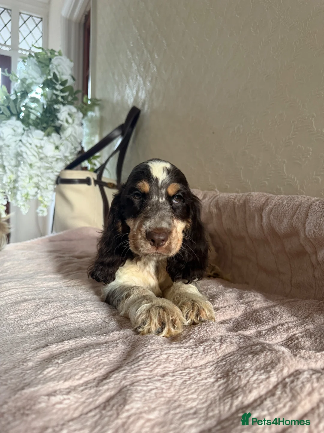 Cocker Spaniel dogs for sale: KC Ticked Show type cocker Spaniel READY NOW  - Advert 1