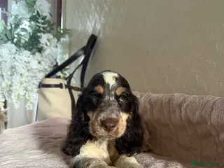Cocker Spaniel dogs KC Ticked Show type cocker Spaniel READY NOW - Advert 1