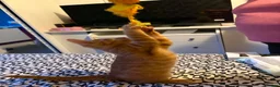 Mixed Breed cats for sale: Ginger beauty  - Advert 5