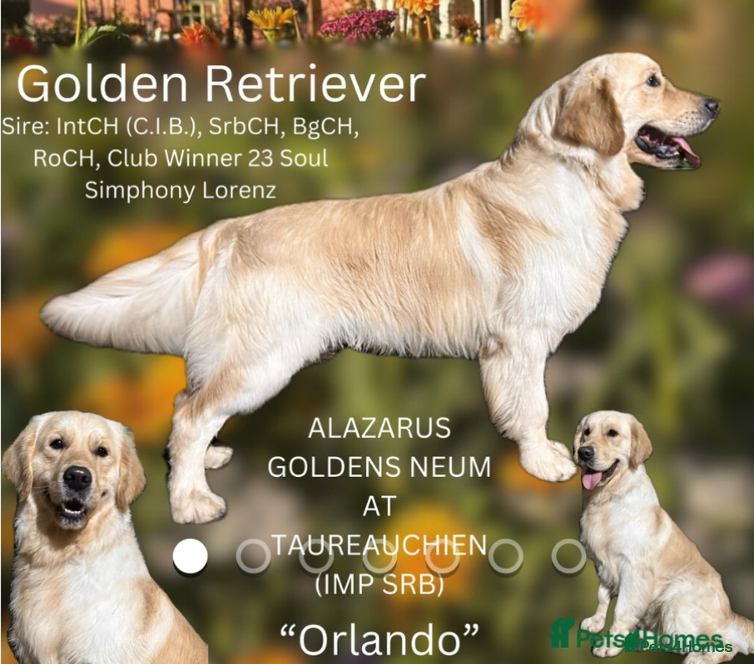 Golden Retriever dogs for sale: Golden Retriever Waiting List  - Advert 6