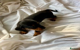 Miniature Dachshund dogs for sale: Miniature dachshund dapples - Image 5
