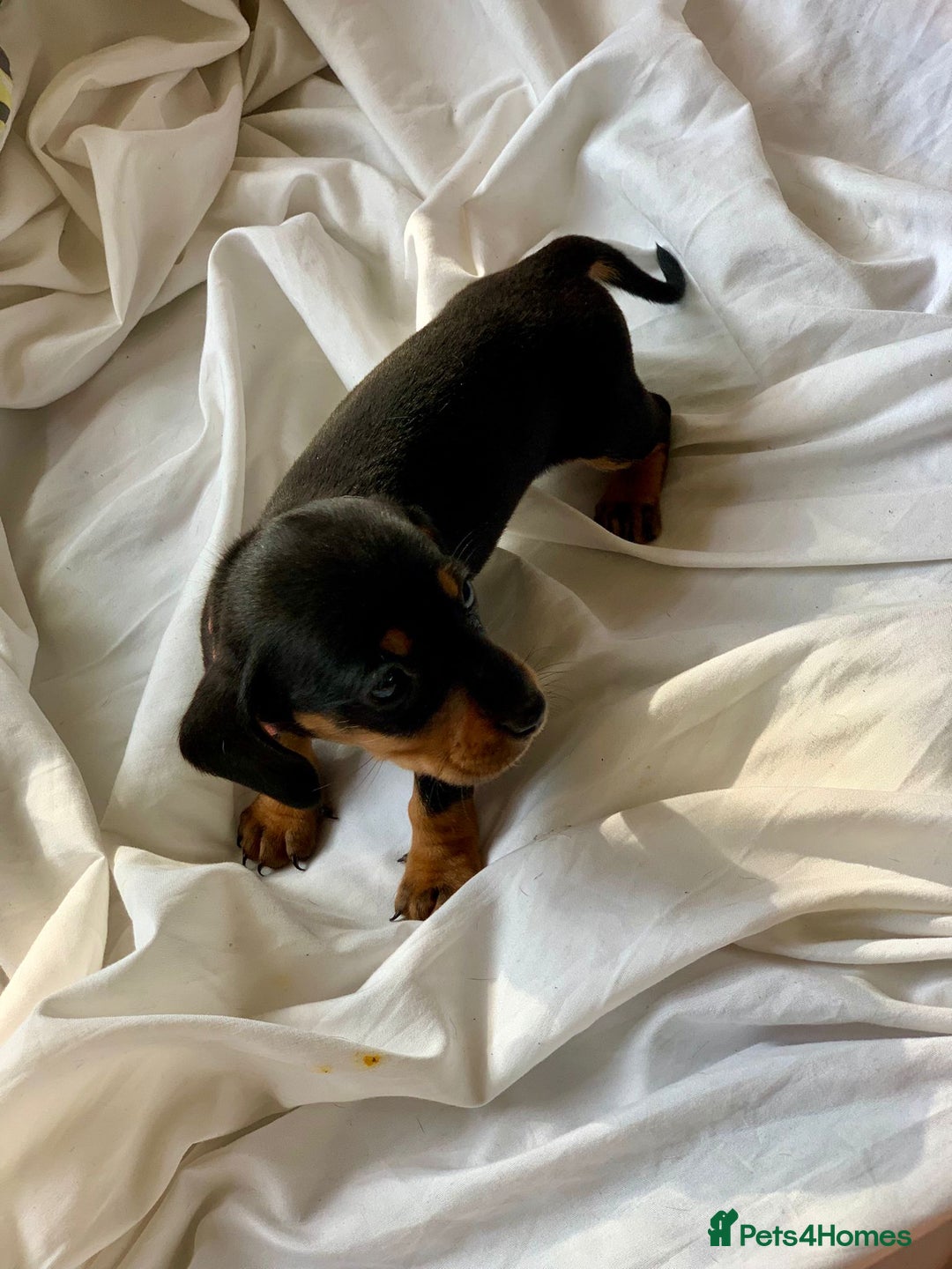 Miniature Dachshund dogs for sale: Miniature dachshund dapples - Image 5