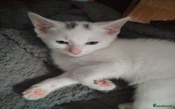 Mixed Breed cats for sale: Odd eye white microchipped female kitten  - Image 10