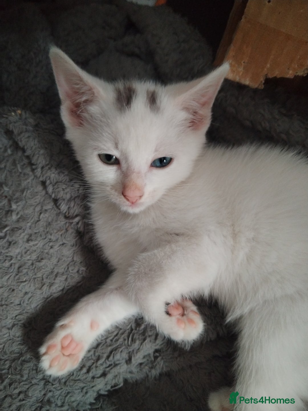 Mixed Breed cats for sale: Odd eye white microchipped female kitten  - Image 10