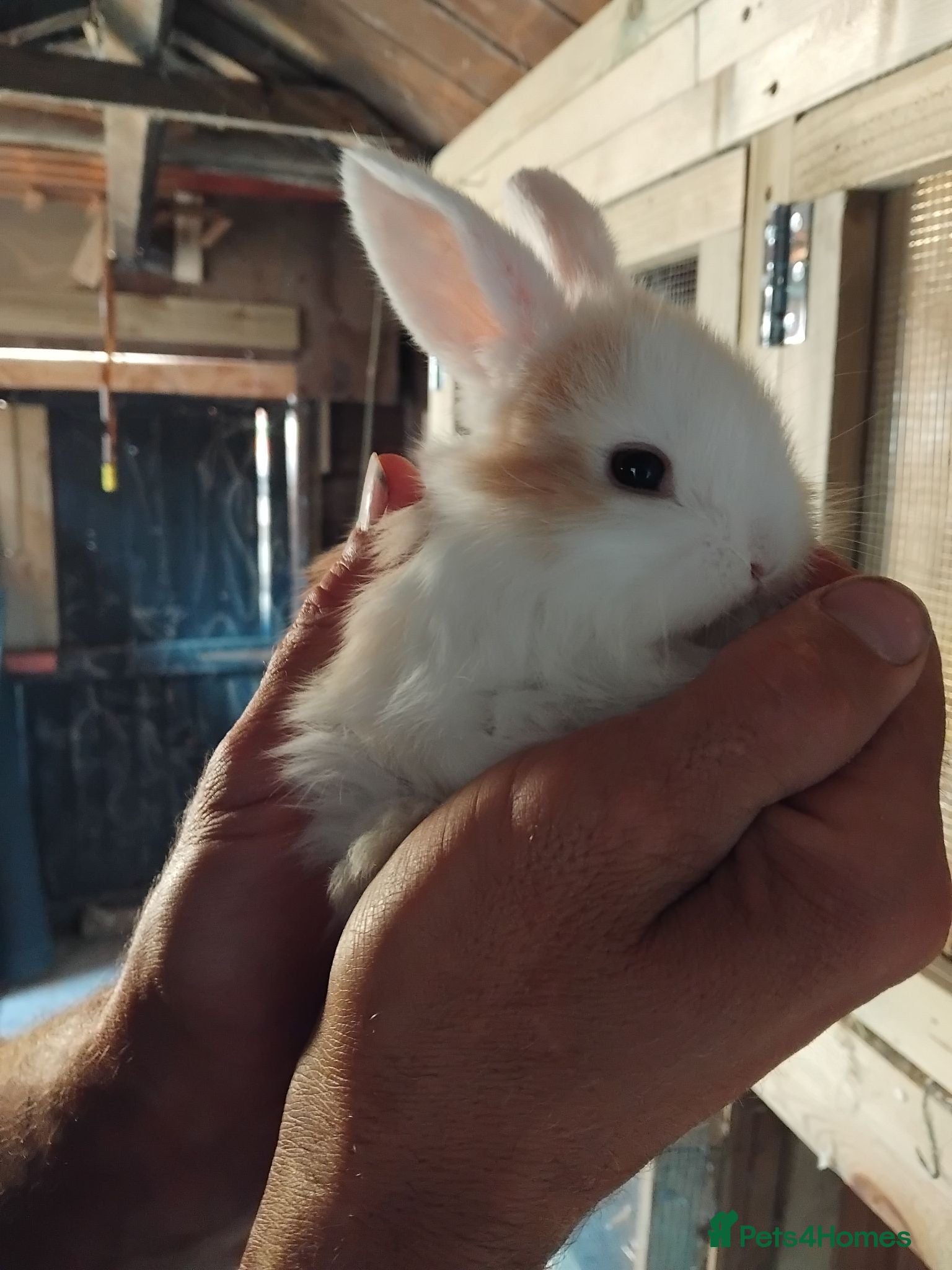 Mini Lop rabbits Baby lops - Advert 4