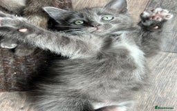 Domestic Shorthair cats for sale: 4 beautiful kittens  - Image 12