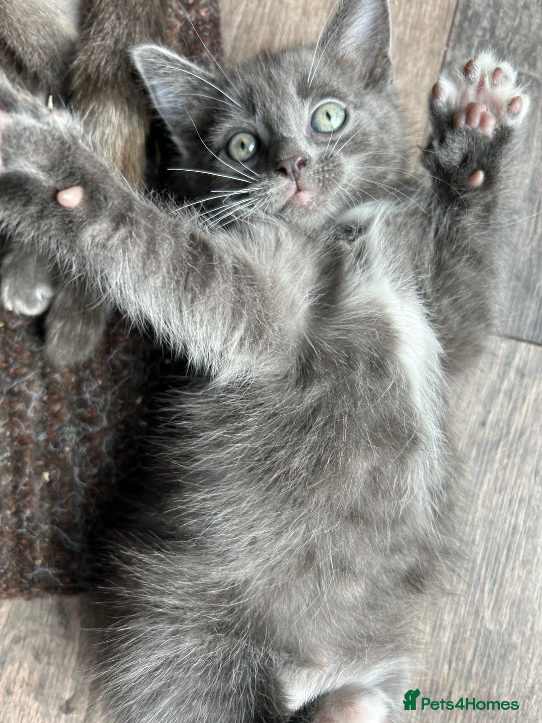 Domestic Shorthair cats for sale: 4 beautiful kittens  - Image 12