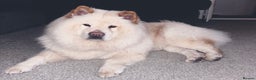 Mixed Breed dogs for sale: Rehoming - Chow Chow & two Pugs  - Advert 4