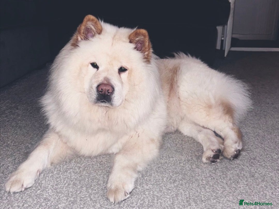 Mixed Breed dogs for sale: Rehoming - Chow Chow & two Pugs  - Advert 4