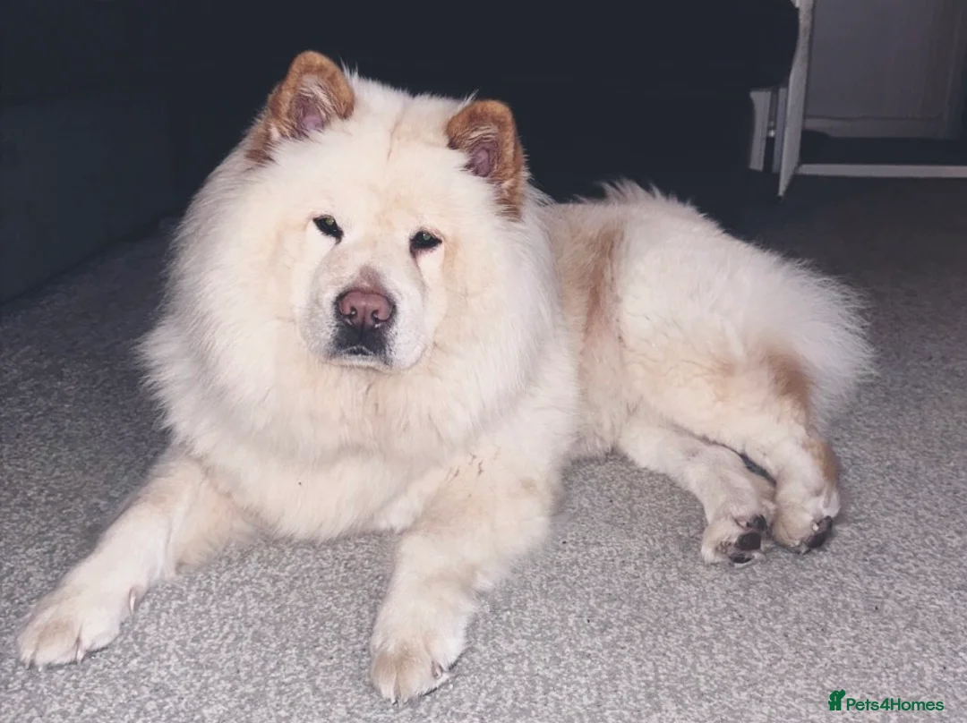 Mixed Breed dogs for sale: Rehoming - Chow Chow & two Pugs  - Advert 4