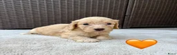 Cockapoo dogs for sale: Gorgeous F1 Cockapoo Puppies 🩷 in Llandinam - Advert 11