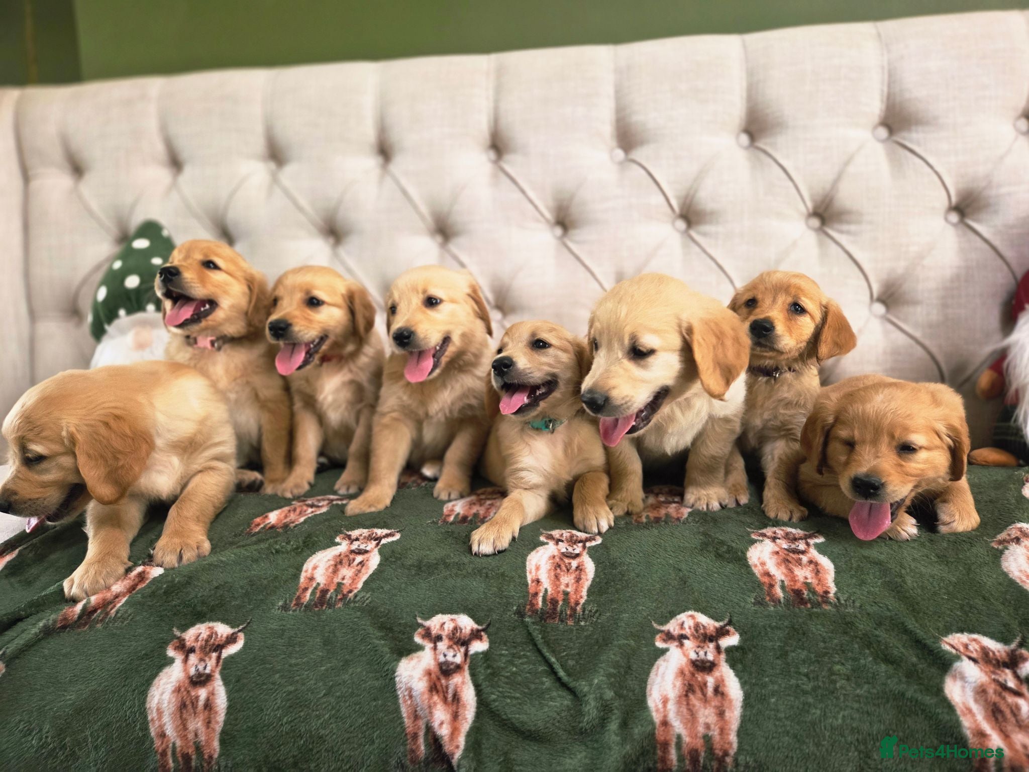 Golden Retriever dogs Extensively Health Tested Kc Reg Pups - Advert 1