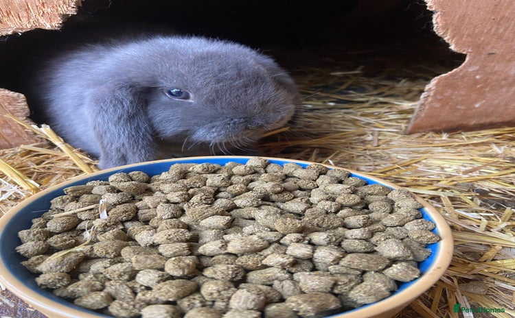 Mini Lop rabbits - Advert 4